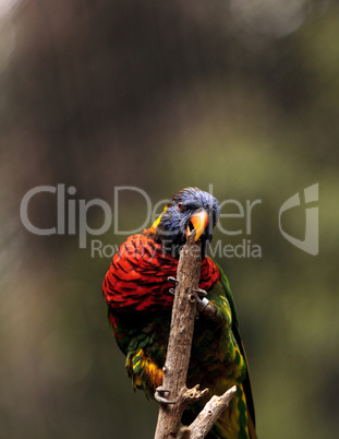 Rainbow lorikeet called Trichoglossus moluccanus