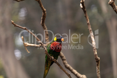 Rainbow lorikeet called Trichoglossus moluccanus