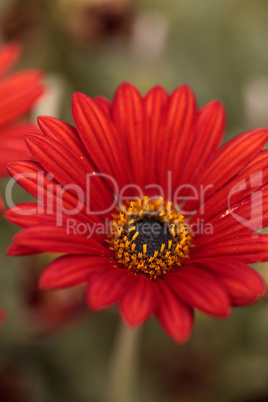 Red daisy with a gold and black center