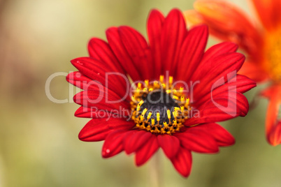 Red daisy with a gold and black center