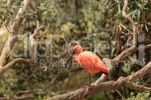Scarlet ibis called Eudocimus ruber