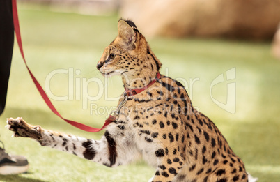 Playful serval cat Leptailurus serval