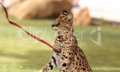 Playful serval cat Leptailurus serval