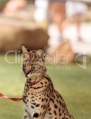 Playful serval cat Leptailurus serval