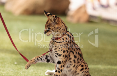 Playful serval cat Leptailurus serval