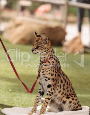 Playful serval cat Leptailurus serval