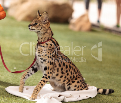 Playful serval cat Leptailurus serval