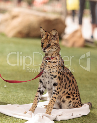 Playful serval cat Leptailurus serval