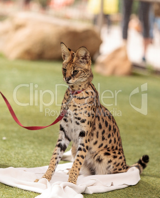 Playful serval cat Leptailurus serval