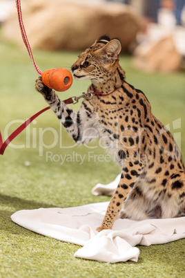 Playful serval cat Leptailurus serval