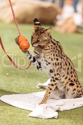 Playful serval cat Leptailurus serval