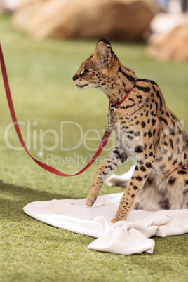 Playful serval cat Leptailurus serval