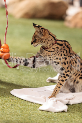 Playful serval cat Leptailurus serval