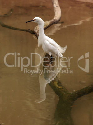 Snowy Egret, Egretta thula, bird