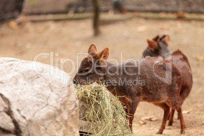 Southern pudu scientifically named Pudu pudu