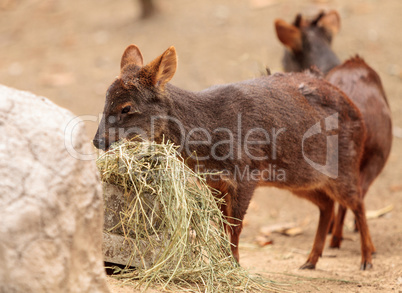 Southern pudu scientifically named Pudu pudu