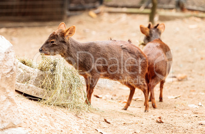 Southern pudu scientifically named Pudu pudu