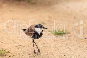 Spur-winged lapwing bird called Vanellus spinosus