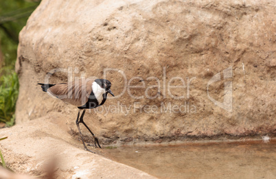 Spur-winged lapwing bird called Vanellus spinosus