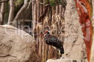 Storms stork called Ciconia stormi