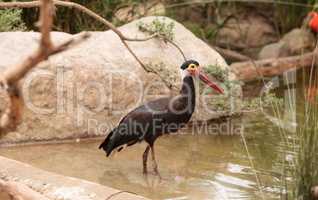 Storms stork called Ciconia stormi