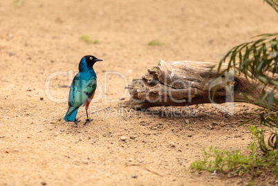 Superb starling called Lamprotornis superbus