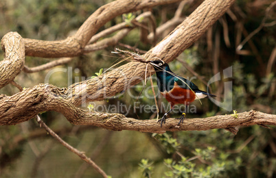 Superb starling called Lamprotornis superbus