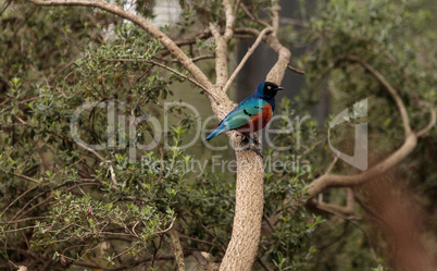 Superb starling called Lamprotornis superbus