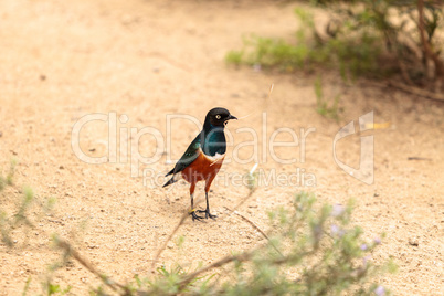 Superb starling called Lamprotornis superbus