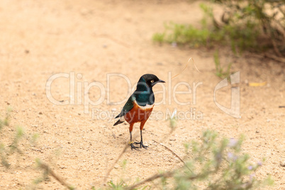 Superb starling called Lamprotornis superbus