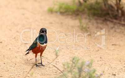 Superb starling called Lamprotornis superbus