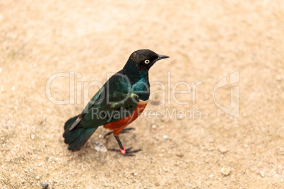 Superb starling called Lamprotornis superbus