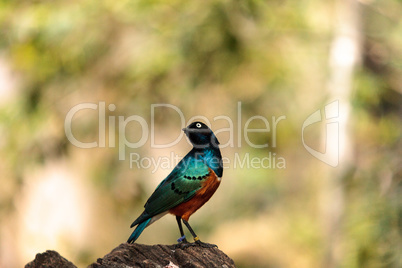 Superb starling called Lamprotornis superbus