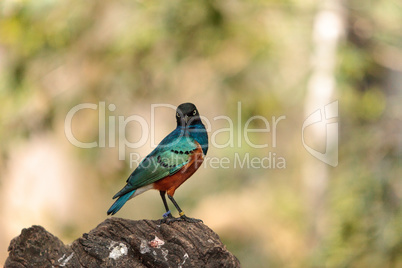 Superb starling called Lamprotornis superbus