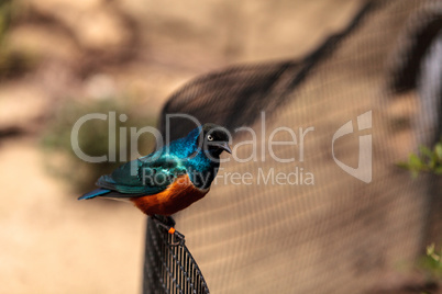 Superb starling called Lamprotornis superbus