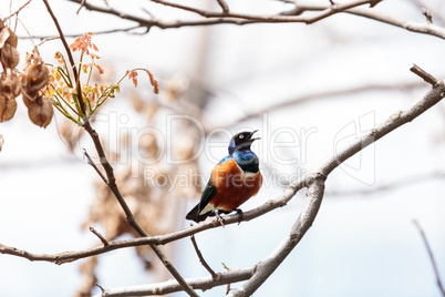 Superb starling called Lamprotornis superbus