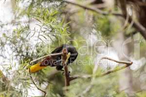 Surinam crested oropendola called Psarocolius decumanus