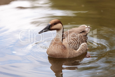 Swan goose called Anser cygnoides