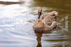 Swan goose called Anser cygnoides