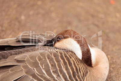 Swan goose called Anser cygnoides