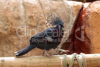 Victoria crowned pigeon called Goura victoria