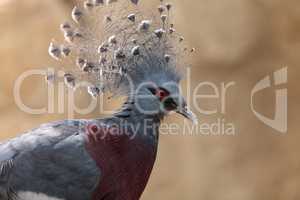 Victoria crowned pigeon called Goura victoria