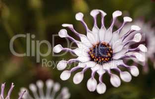Osteospermum Whirligig daisy