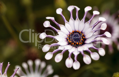 Osteospermum Whirligig daisy