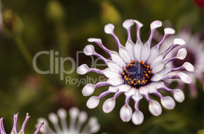 Osteospermum Whirligig daisy