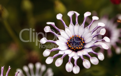 Osteospermum Whirligig daisy