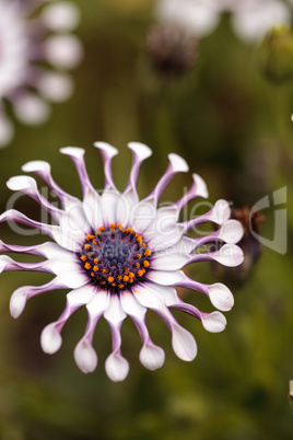 Osteospermum Whirligig daisy