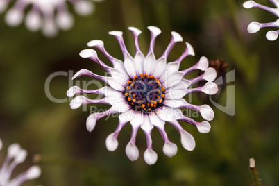 Osteospermum Whirligig daisy