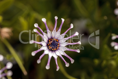 Osteospermum Whirligig daisy