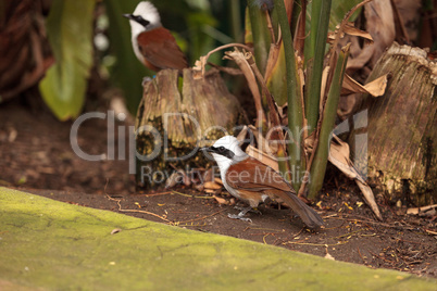 White-crested laughingthrush called Garrulax leucolophus